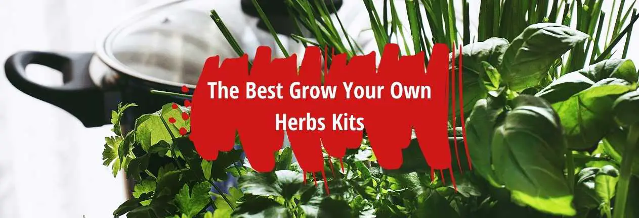 best herb growing kits