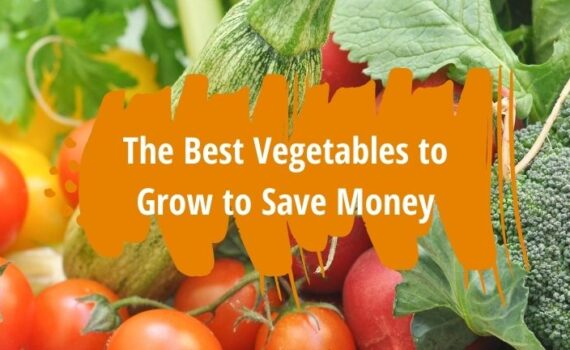 best vegetables to grow to save money