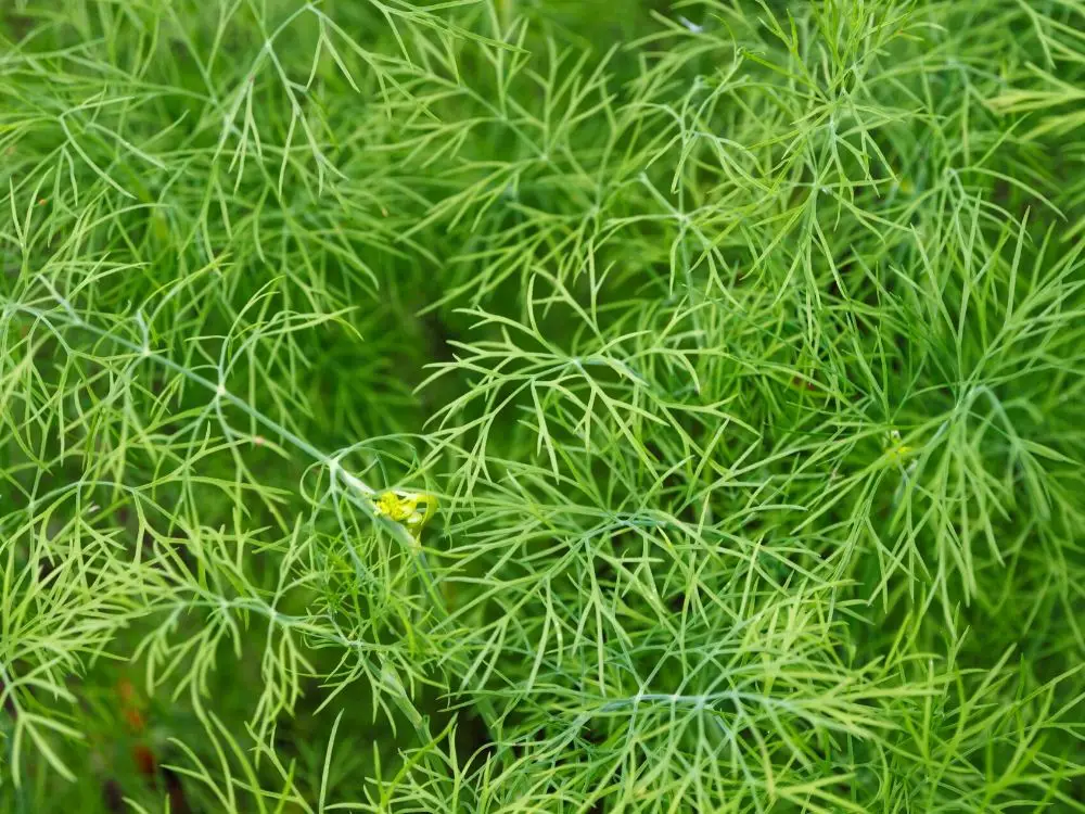 dill plants