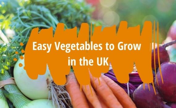 easy vegetables to grow in the UK