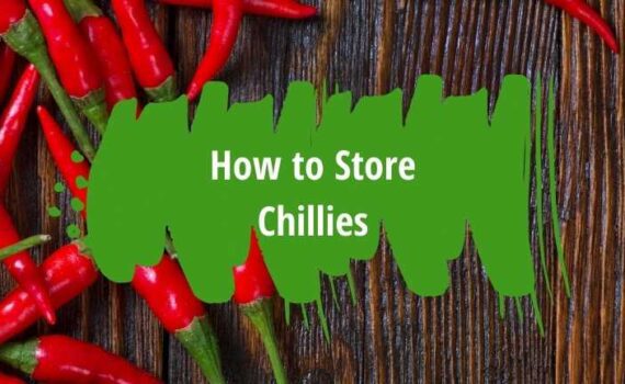 how to store chillies
