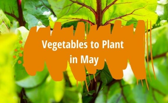 vegetables to plant in may