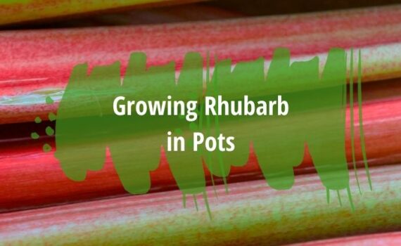 growing rhubarb in pots