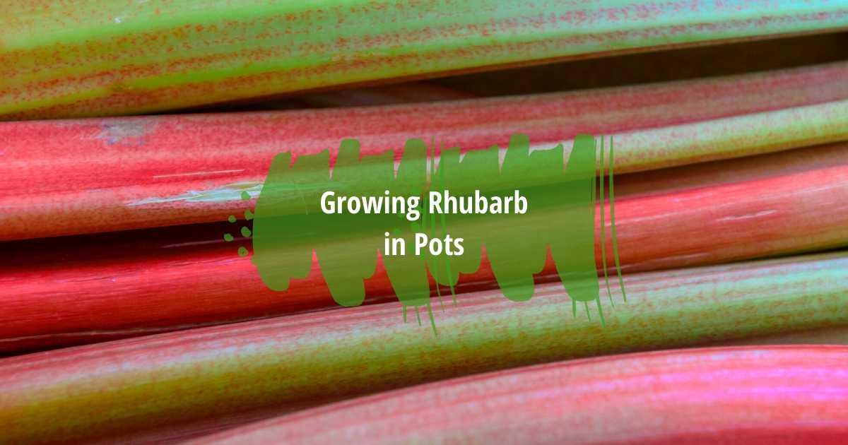 All You Need to Know About Growing Rhubarb in Pots