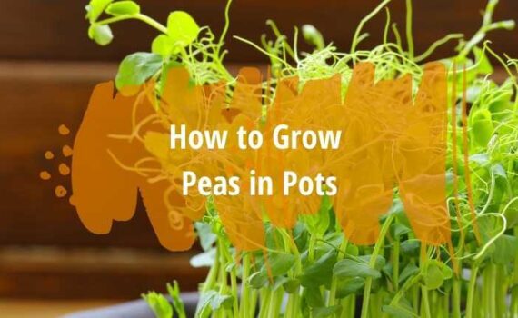 how to grow peas in pots