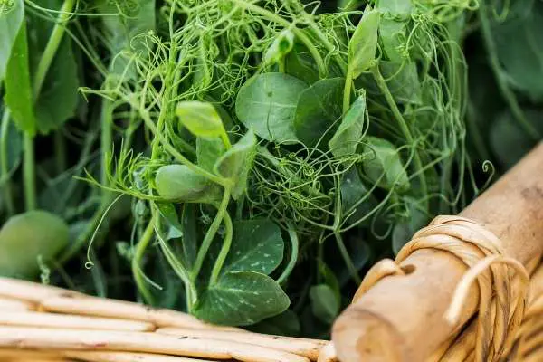 peas in containers