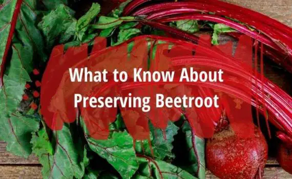 preserving beetroot