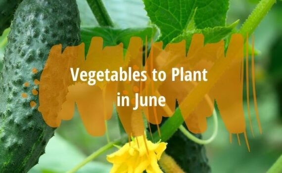 vegetables to plant in june