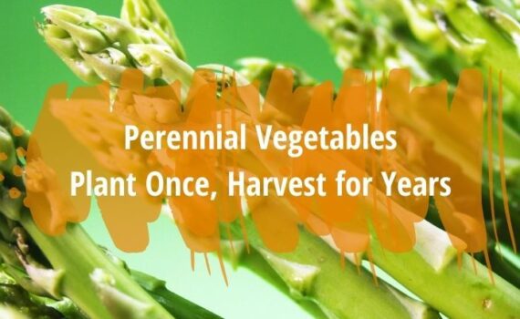 perennial vegetables plant once, harvest for years
