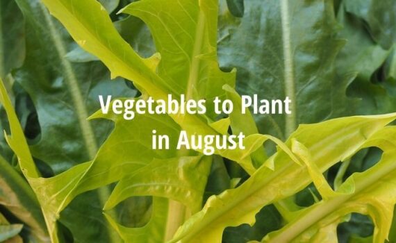 vegetables to plant in august