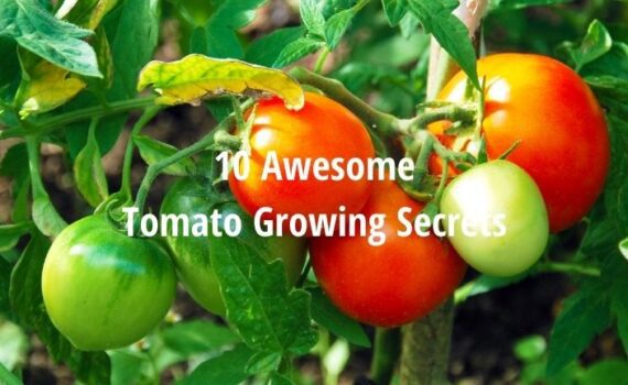 10 awesome tomato growing secrets