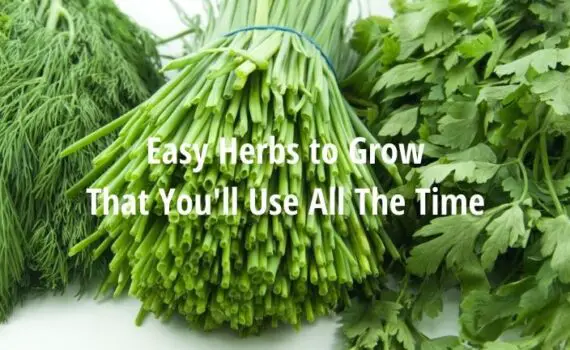 easy herbs to grown that you'll use all the time