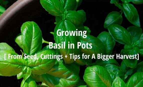 growing basil in pots