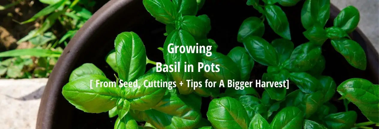growing basil in pots