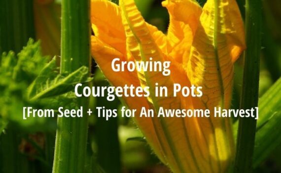 growing courgettes in pots