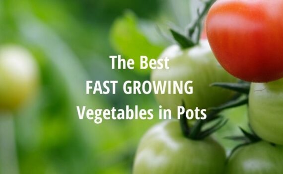 the best fast growing vegetables in pts