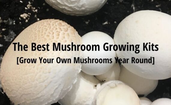 best mushroom growing kit uk