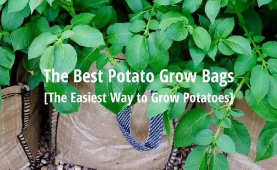best potato grow bags