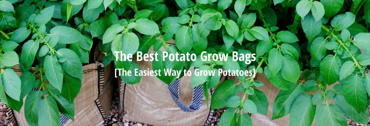 best potato grow bags