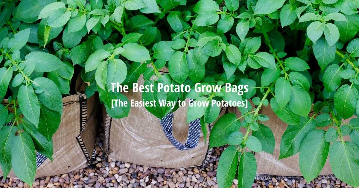 The Best Potato Grow Bags [Grow Potatoes in a Bag]