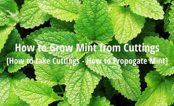 how to grow mint from cuttings