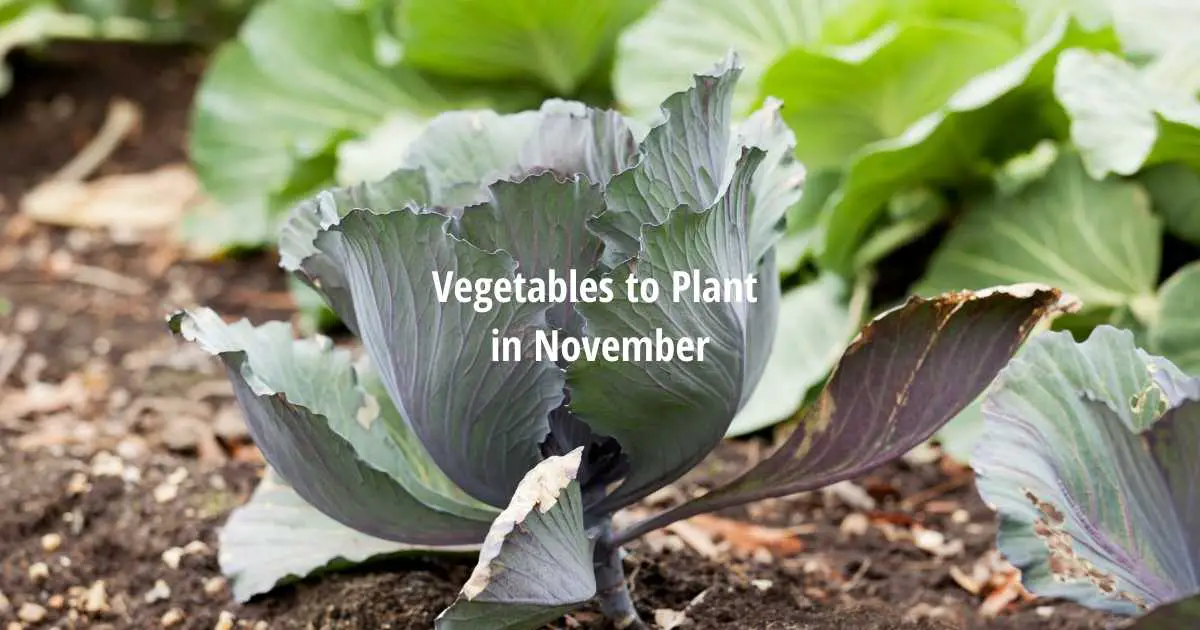 What Vegetables To Plant In November Outdoor Indoor 