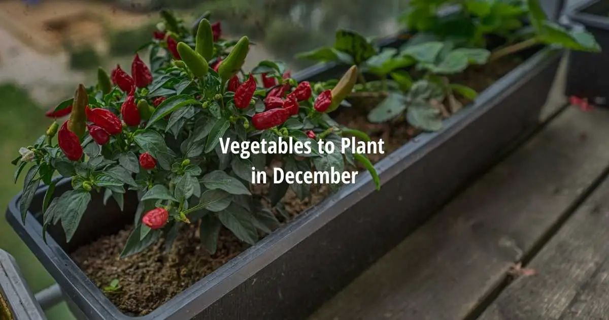 What Vegetables to Plant in December [UK Vegetable Growing] Lets Grow Cook