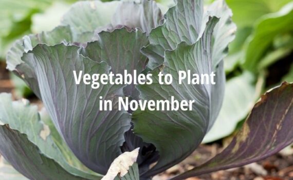 vegetables to plant in november