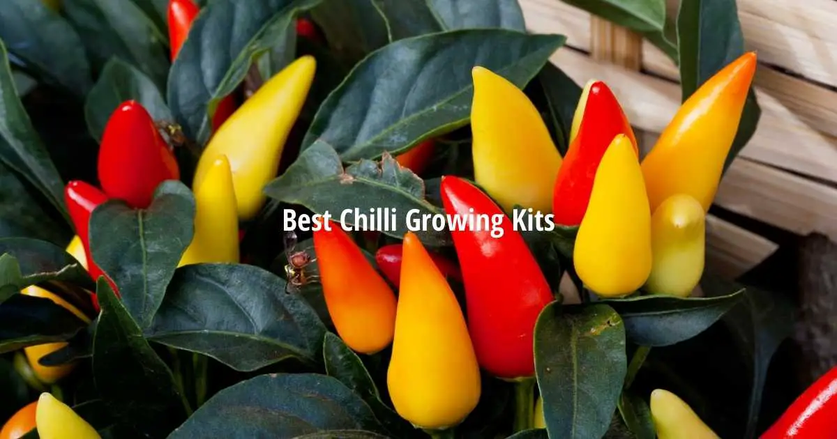 The Best Chilli Growing Kits to Grow Your Own Chillies At Home