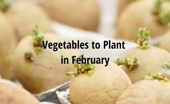 vegetables to plant in february