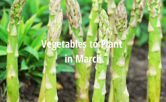 vegetables to plant in march