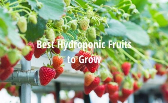 best hydroponic fruits to grow
