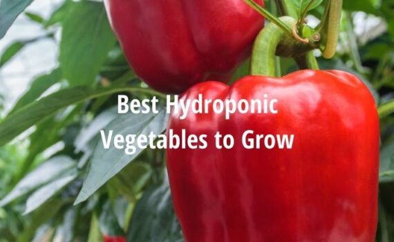 best hydroponics vegetables to grow