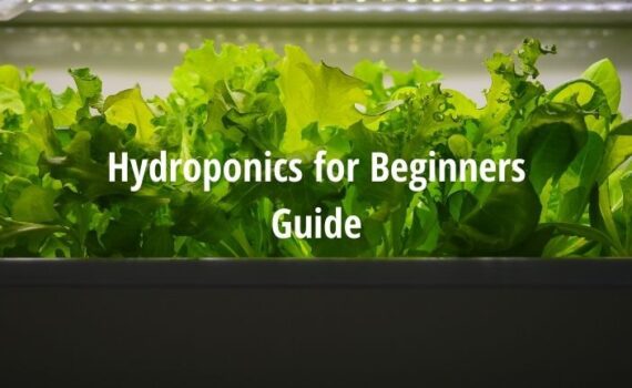 hydroponics for beginners