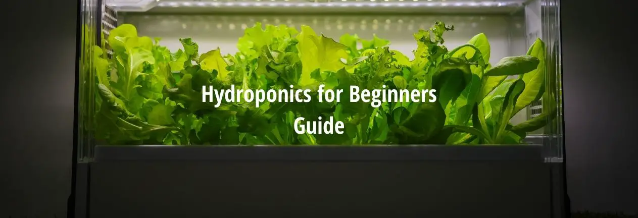 hydroponics for beginners