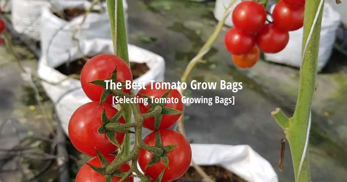 The Best Tomato Grow Bags [How to Grow Tomatoes]
