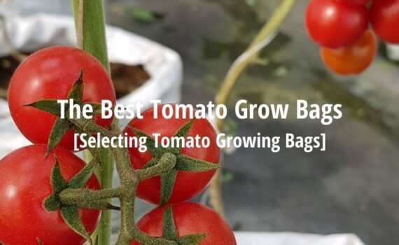 best tomato grow bags fi