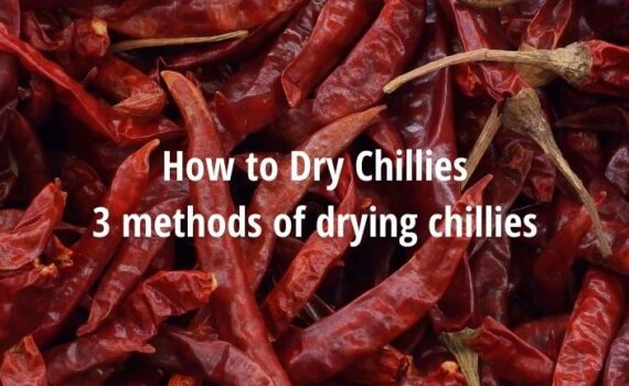 how to dry chillies