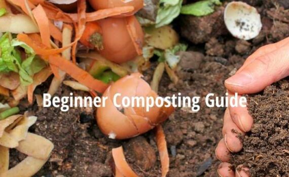 Beginner guide to composting