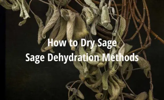 How to Dry Sage [Methods of Dehydrating Sage]