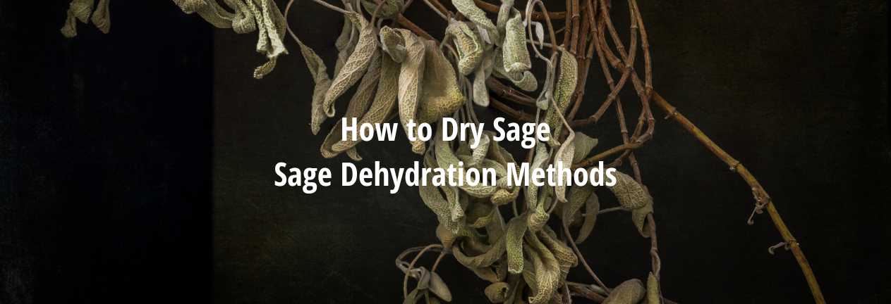 How to Dry Sage [Methods of Dehydrating Sage]