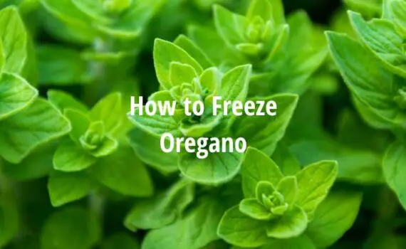 How to Freeze Oregano [Freezing Oregano Guide]