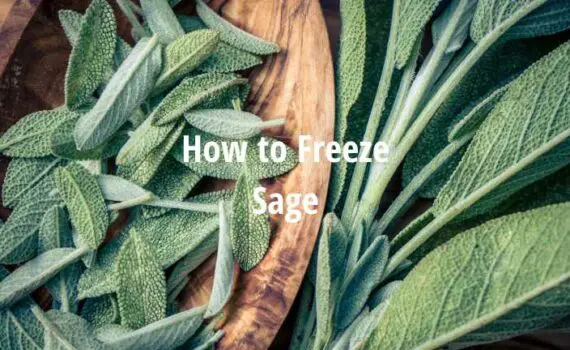 How to Freeze Sage [Fresh Sage Freezing Guide]