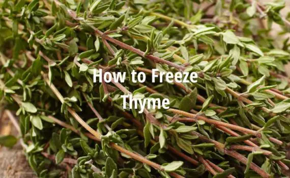 How to Freeze Thyme Storing & Freezing Thyme