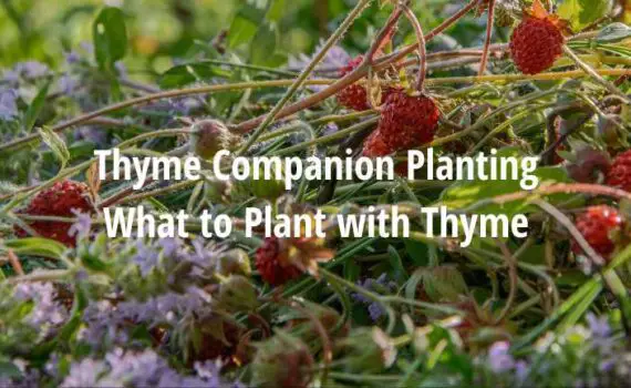 Thyme Companion Planting Guide [What to Plant with Thyme]
