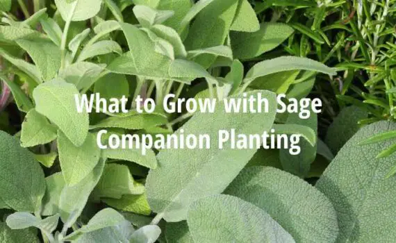 What to Plant with Sage [Companion Plants for Sage]