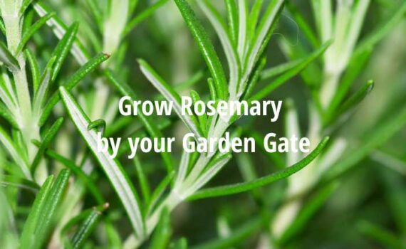 Why plant Rosemary at the Garden Gate [Myths & Reality]