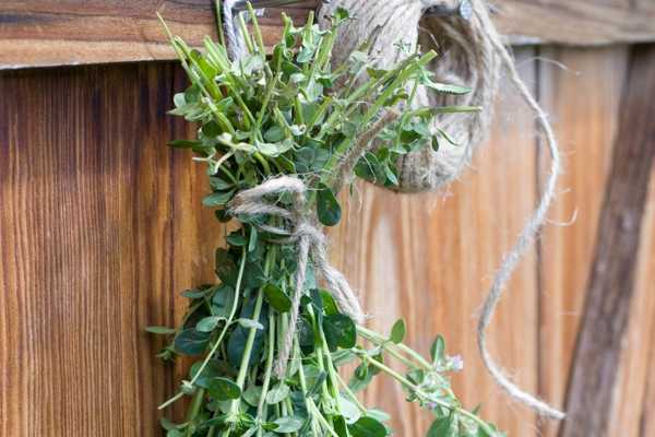Air drying Thyme
