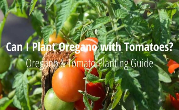 Can you Plant Oregano with Tomatoes