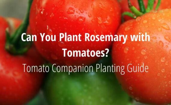 Can you plant Rosemary with Tomatoes